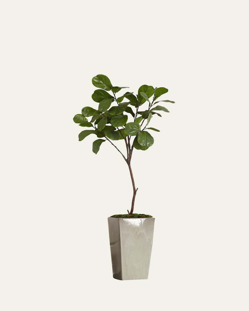 Tarro Fig Tree